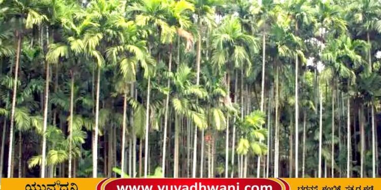 ಅಡಿಕೆ ತೋಟದಲ್ಲಿ ಔಷಧಿ ಸಿಂಪಡಿಸಿದ ಬಳಿಕ ಕಾರ್ಮಿಕ ಅಸ್ವಸ್ಥ, ಸಾವು