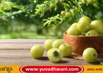 ಆರೋಗ್ಯ | ದಿನಕ್ಕೊಂದು ನೆಲ್ಲಿಕಾಯಿ ಸೇವಿಸಿ; ಅನಾರೋಗ್ಯಕ್ಕೆ ಹೇಳಿ ಬಾಯ್… ಬಾಯ್…!