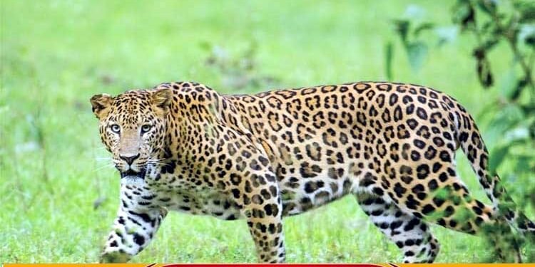 ಭದ್ರಾವತಿ | ಕುರಿಯನ್ನು ಎಳೆದೊಯ್ದ ಕೊಂದು ಹಾಕಿದ ಚಿರತೆ!