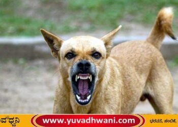 BREAKING NEWS – ಹೊಳೆಹೊನ್ನೂರು | ಒಂದೇ ದಿನ 11 ಮಂದಿಗೆ ಹುಚ್ಚು ನಾಯಿ ಕಡಿತ