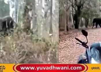 ಶಿವಮೊಗ್ಗದಲ್ಲಿ ಮುಂದುವರೆದ ಕಾಡಾನೆ ಹಾವಳಿ!