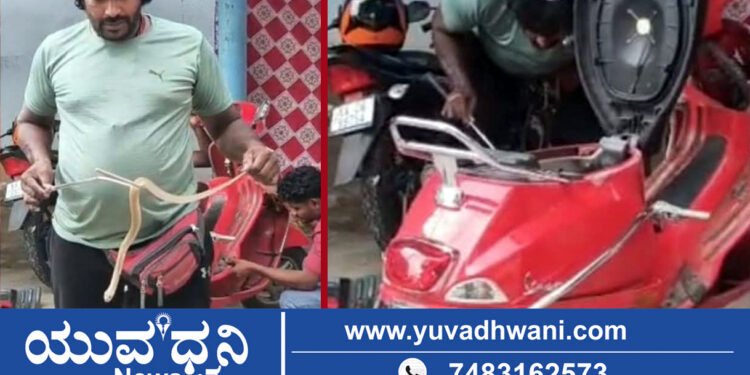 ಶಿವಮೊಗ್ಗ, ಸ್ಕೂಟಿಯಲ್ಲಿ ಅಡಗಿದ್ದ ನಾಗರಹಾವು!