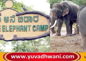 ಸಕ್ರೆಬೈಲು ಆನೆಗಳ ಸಮಗ್ರ ಆರೈಕೆಗೆ ಪಶೈವೈದ್ಯರ ಸಮಿತಿ ರಚನೆ, ಗಾಯಾಳು ಆನೆಗಳ ಆರೋಗ್ಯದ ವಿವರ ಇಲ್ಲಿದೆ