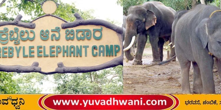 ಸಕ್ರೆಬೈಲು ಆನೆಗಳ ಸಮಗ್ರ ಆರೈಕೆಗೆ ಪಶೈವೈದ್ಯರ ಸಮಿತಿ ರಚನೆ, ಗಾಯಾಳು ಆನೆಗಳ ಆರೋಗ್ಯದ ವಿವರ ಇಲ್ಲಿದೆ