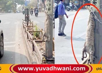 ಶಿವಮೊಗ್ಗ, ಸತ್ತ ಬೆಕ್ಕನ್ನು ಲೈಟ್ ಕಂಬಕ್ಕೆ ತಲೆಕೆಳಗಾಗಿ ನೇತು ಹಾಕಿದ ಕಿಡಿಗೇಡಿ