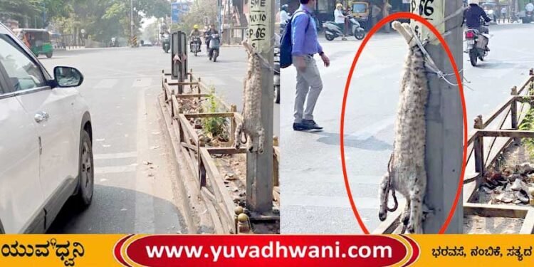 ಶಿವಮೊಗ್ಗ, ಸತ್ತ ಬೆಕ್ಕನ್ನು ಲೈಟ್ ಕಂಬಕ್ಕೆ ತಲೆಕೆಳಗಾಗಿ ನೇತು ಹಾಕಿದ ಕಿಡಿಗೇಡಿ