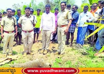 ಶಿಕಾರಿಪುರ, ಮನುಷ್ಯರ ಮೇಲೆ ದಾಳಿ ನಡೆಸಿದ್ದ ಚಿರತೆ ಶವವಾಗಿ ಪತ್ತೆ