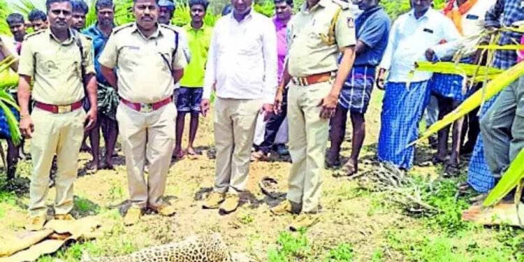 ಶಿಕಾರಿಪುರ, ಮನುಷ್ಯರ ಮೇಲೆ ದಾಳಿ ನಡೆಸಿದ್ದ ಚಿರತೆ ಶವವಾಗಿ ಪತ್ತೆ