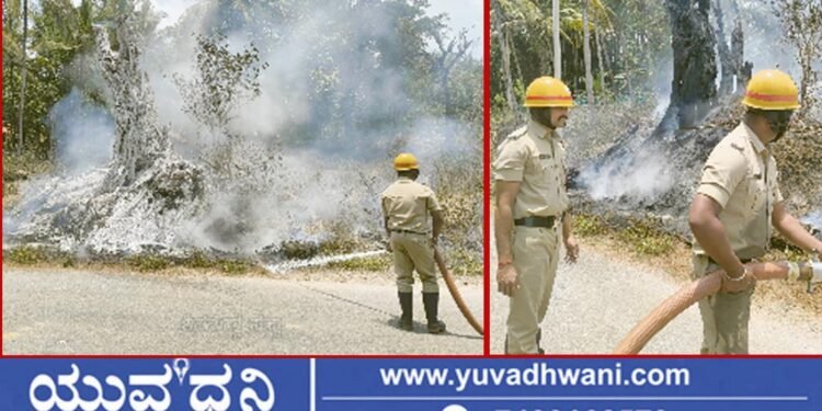 ತೀರ್ಥಹಳ್ಳಿ, ಕುಡುಮಲ್ಲಿಗೆ ಸಮೀಪ ಮರಕ್ಕೆ ಬೆಂಕಿ!