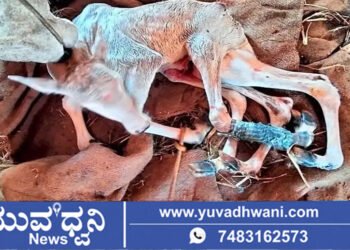 ಶಿವಮೊಗ್ಗದಲ್ಲಿ 6 ಕಾಲಿನ ಕರುವಿಗೆ ಜನ್ಮ ನೀಡಿದ ಹಸು!