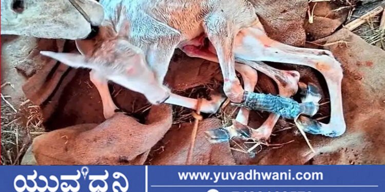 ಶಿವಮೊಗ್ಗದಲ್ಲಿ 6 ಕಾಲಿನ ಕರುವಿಗೆ ಜನ್ಮ ನೀಡಿದ ಹಸು!