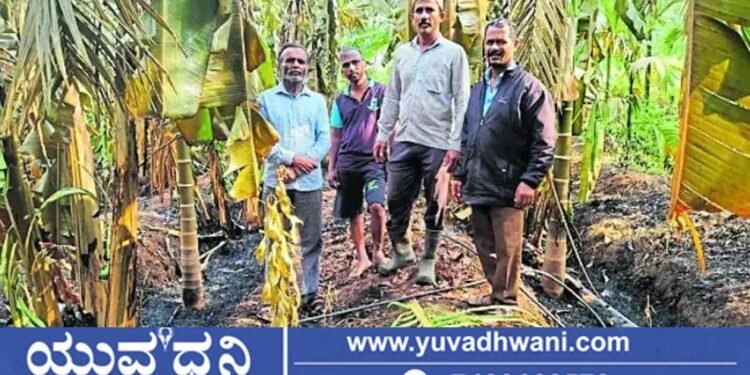 ತೋಟದಲ್ಲಿ ಬೆಂಕಿ ಅವಘಡ, ನೂರಾರು ಅಡಿಕೆ ಮರ ನಾಶ
