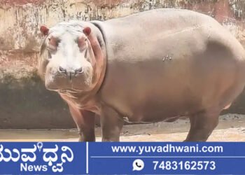 ಶಿವಮೊಗ್ಗ, ತ್ಯಾವರೆಕೊಪ್ಪ ಸಿಂಹ ಧಾಮದಲ್ಲಿ ನೀರಾನೆ ಹಂಸಿಣಿ ಸಾವು…!