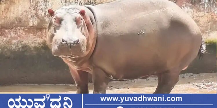 ಶಿವಮೊಗ್ಗ, ತ್ಯಾವರೆಕೊಪ್ಪ ಸಿಂಹ ಧಾಮದಲ್ಲಿ ನೀರಾನೆ ಹಂಸಿಣಿ ಸಾವು…!