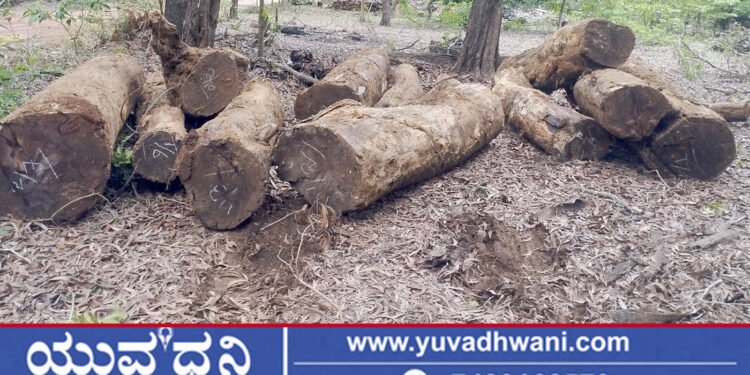 ಕೃಷಿ ಹೊಂಡದ ಬಳಿ ಮಣ್ಣಿನಲ್ಲಿ ಮುಚ್ಚಿಟ್ಟಿದ್ದ ಬೀಟೆ ಮರ ವಶ
