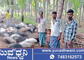 ಸಿಡಿಲು ಬಡಿದು 50 ಕುರಿಗಳು ಸಾವು!