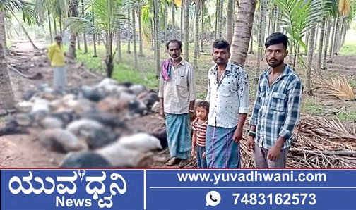 ಸಿಡಿಲು ಬಡಿದು 50 ಕುರಿಗಳು ಸಾವು!