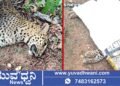 ಮಂಡಗದ್ದೆ ಬಳಿ ಬೈಕ್ ಡಿಕ್ಕಿಯಾಗಿ ಚಿರತೆ ಸಾವು