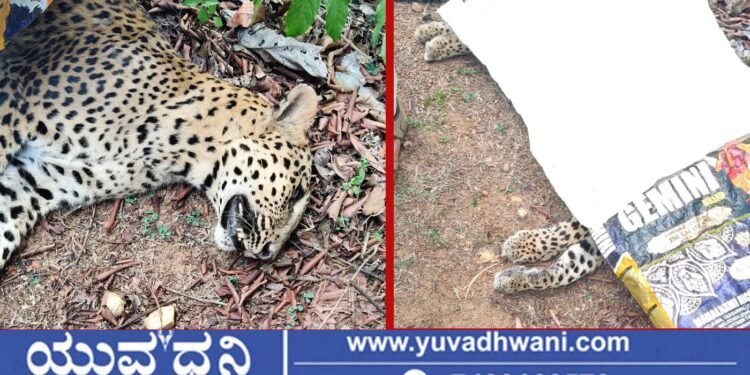 ಮಂಡಗದ್ದೆ ಬಳಿ ಬೈಕ್ ಡಿಕ್ಕಿಯಾಗಿ ಚಿರತೆ ಸಾವು