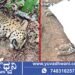 ಮಂಡಗದ್ದೆ ಬಳಿ ಬೈಕ್ ಡಿಕ್ಕಿಯಾಗಿ ಚಿರತೆ ಸಾವು