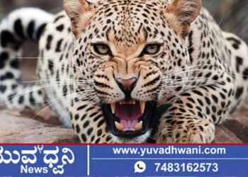 ಹೊಸನಗರ, ಕಡಸೂರು ಗ್ರಾಮದಲ್ಲಿ ಚಿರತೆ ಪ್ರತ್ಯಕ್ಷ, ಹೆಚ್ಚಾಯ್ತು ಆತಂಕ!
