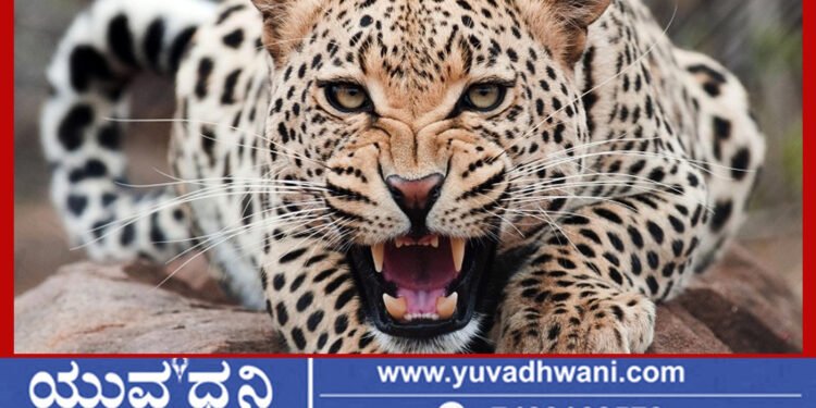 ಹೊಸನಗರ, ಕಡಸೂರು ಗ್ರಾಮದಲ್ಲಿ ಚಿರತೆ ಪ್ರತ್ಯಕ್ಷ, ಹೆಚ್ಚಾಯ್ತು ಆತಂಕ!