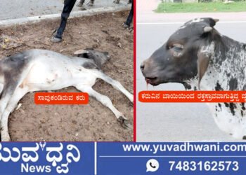 ಶಿವಮೊಗ್ಗ, ಜಾನುವಾರುಗಳಿಗೆ ಸಿಟಿ ಬಸ್ ಡಿಕ್ಕಿ, ಕರು ಸಾವು, ಹಲವು ಕರುಗಳಿಗೆ ಗಾಯ!