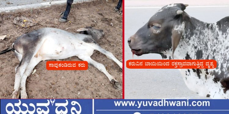 ಶಿವಮೊಗ್ಗ, ಜಾನುವಾರುಗಳಿಗೆ ಸಿಟಿ ಬಸ್ ಡಿಕ್ಕಿ, ಕರು ಸಾವು,  ಹಲವು ಕರುಗಳಿಗೆ ಗಾಯ!