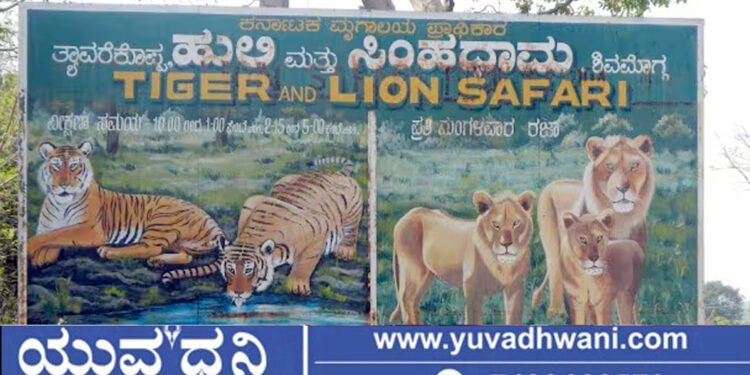 ಶಿವಮೊಗ್ಗ, ಮಂಗಳವಾರವೂ ಹುಲಿ-ಸಿಂಹಧಾಮ ವೀಕ್ಷಣೆಗೆ ಅವಕಾಶ