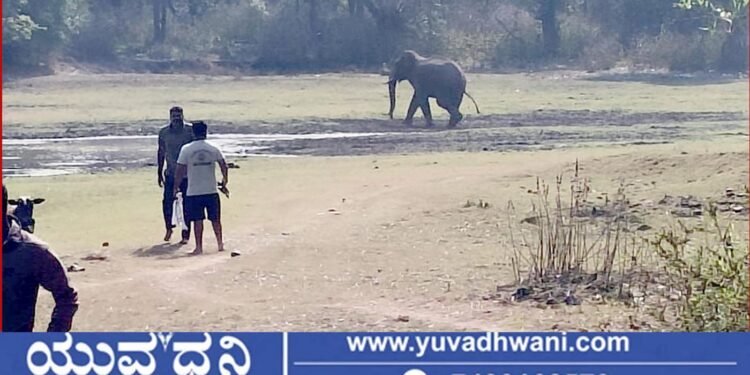 ಶಿವಮೊಗ್ಗ, ಗ್ರಾಮಸ್ಥರನ್ನು ಅಟ್ಟಿಸಿಕೊಂಡು ಬಂದ ಕಾಡಾನೆ, ವಿಡಿಯೋ ವೈರಲ್!