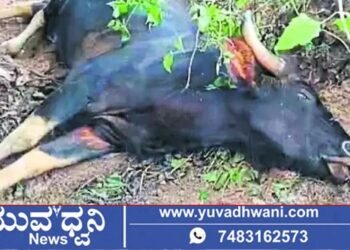 ತಂತಿ ಬೇಲಿ ಹಾರುವಾಗ ಆಯಾತಪ್ಪಿ ಬಿದ್ದು ಕಾಡೆಮ್ಮೆ ಸಾವು