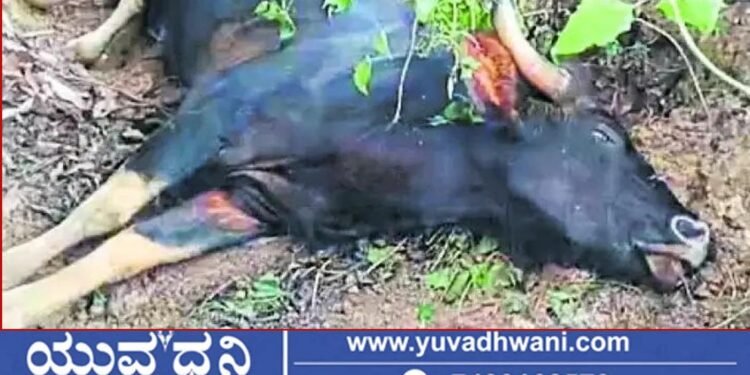 ತಂತಿ ಬೇಲಿ ಹಾರುವಾಗ ಆಯಾತಪ್ಪಿ ಬಿದ್ದು ಕಾಡೆಮ್ಮೆ ಸಾವು