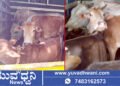 ಅಕ್ರಮವಾಗಿ ಸಾಗಿಸುತ್ತಿದ್ದ ಕರುಗಳು ಸೇರಿ 10 ಗೋವುಗಳ ರಕ್ಷಣೆ