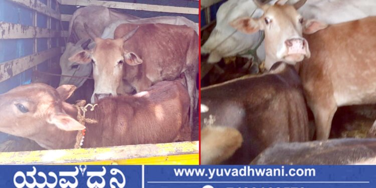 ಅಕ್ರಮವಾಗಿ ಸಾಗಿಸುತ್ತಿದ್ದ ಕರುಗಳು ಸೇರಿ 10 ಗೋವುಗಳ ರಕ್ಷಣೆ