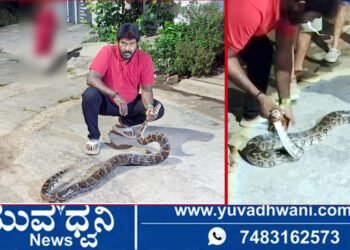 ಆಲ್ಕೊಳ ಬಳಿ ಚರಂಡಿಯಲ್ಲಿ ಬೃಹತ್ ಹೆಬ್ಬಾವು ಪತ್ತೆ