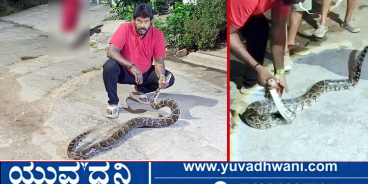 ಆಲ್ಕೊಳ ಬಳಿ ಚರಂಡಿಯಲ್ಲಿ ಬೃಹತ್ ಹೆಬ್ಬಾವು ಪತ್ತೆ