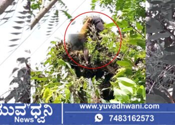 ತೀರ್ಥಹಳ್ಳಿ, ಎಲೆ ಕೊಯ್ಯಲು ಮರ ಹತ್ತಿದ್ದ ವೇಳೆ ಯುವಕ ಸಾವು!