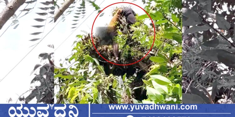 ತೀರ್ಥಹಳ್ಳಿ, ಎಲೆ ಕೊಯ್ಯಲು ಮರ ಹತ್ತಿದ್ದ ವೇಳೆ ಯುವಕ ಸಾವು!