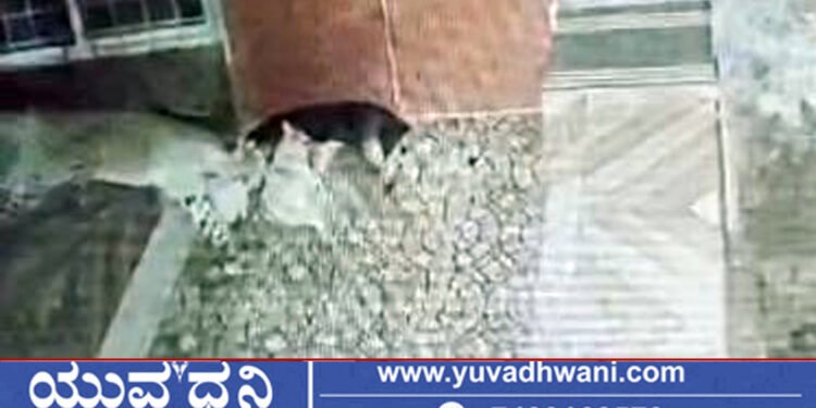 ಫಾರಂ ಹೌಸ್ನಿಂದ ನಾಯಿ ಹೊತ್ತೊಯ್ದ ಚಿರತೆ!