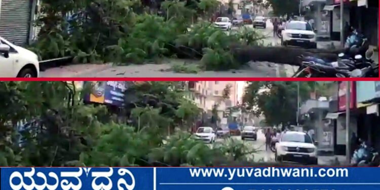 ಗೋಪಿ ವೃತ್ತದ ಬಳಿ ರಸ್ತೆ ಮಧ್ಯೆ ಅಡ್ಡಲಾಗಿ ಬಿದ್ದ ಮರ, ಕಾರು ಅಪಾಯದಿಂದ ಪಾರು!