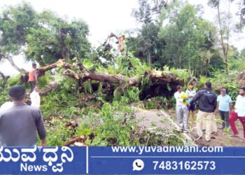 ಉರುಳಿ ಬಿದ್ಧ ಬೃಹತ್ ಗಾತ್ರದ ಮರ, ಸಾಗರ-ಸೊರಬ ರಸ್ತೆ ಸಂಚಾರ ಬಂದ್