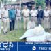 ತೋಟದಲ್ಲಿ ಬೆಳೆದಿದ್ದ 2.10 ಲಕ್ಷ ರೂ. ಮೌಲ್ಯದ ಗಾಂಜಾ ಗಿಡ ವಶ, ಇಬ್ಬರ ಬಂಧನ!