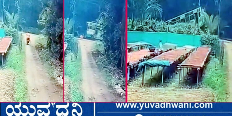 ಅಡಿಕೆ ತೋಟಕ್ಕೆ ನುಗ್ಗಿದ ಬಸ್, ಓರ್ವ ಸಾವು, | ಸಿಸಿಟಿವಿಯಲ್ಲಿ ಸೆರೆಯಾಯ್ತು ಭೀಕರ ದೃಶ್ಯ!