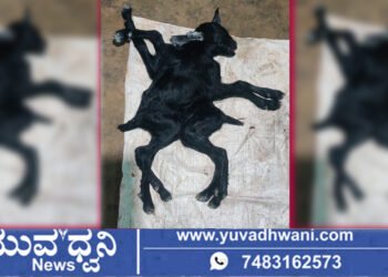 ಸೊರಬದಲ್ಲಿ 8 ಕಾಲು, 3 ಕಿವಿ, 2 ಬಾಲದ ಆಡಿನ ಮರಿ ಜನನ!