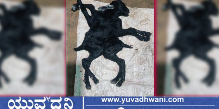 ಸೊರಬದಲ್ಲಿ 8 ಕಾಲು, 3 ಕಿವಿ, 2 ಬಾಲದ ಆಡಿನ ಮರಿ ಜನನ!