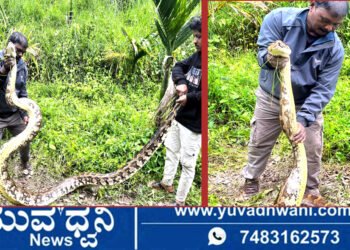 ಶಿವಮೊಗ್ಗ, ತೋಟದಲ್ಲಿ14.5 ಅಡಿ ಉದ್ದದ ಬೃಹತ್ ಹೆಬ್ಬಾವು ಪ್ರತ್ಯಕ್ಷ !