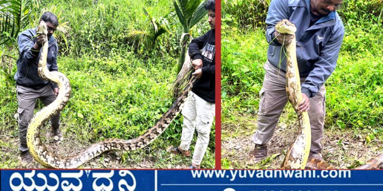 ಶಿವಮೊಗ್ಗ, ತೋಟದಲ್ಲಿ14.5 ಅಡಿ ಉದ್ದದ ಬೃಹತ್ ಹೆಬ್ಬಾವು ಪ್ರತ್ಯಕ್ಷ !