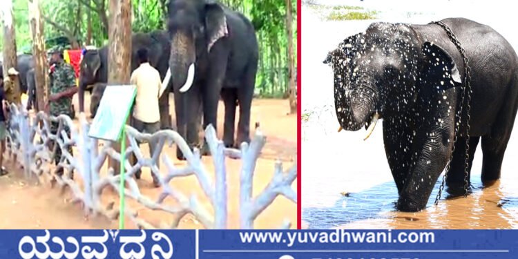 ಪ್ರವಾಸಿಗರಿಗೆ ಗುಡ್ನ್ಯೂಸ್, ಸದ್ಯದಲ್ಲೇ ಸಕ್ರೆಬೈಲು ಆನೆ ಬಿಡಾರ ಪುನರಾರಂಭ, ಯಾವಾಗ?