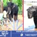 ಪ್ರವಾಸಿಗರಿಗೆ ಗುಡ್ನ್ಯೂಸ್, ಸದ್ಯದಲ್ಲೇ ಸಕ್ರೆಬೈಲು ಆನೆ ಬಿಡಾರ ಪುನರಾರಂಭ, ಯಾವಾಗ?