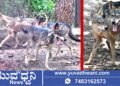 ಶಿವಮೊಗ್ಗ ಸಿಂಹಧಾಮಕ್ಕೆ ಹೊಸ ಅತಿಥಿಗಳ ಆಗಮನ